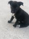 Mixed Puppies for sale in Northglenn, CO, USA. price: NA