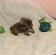 Mixed Puppies for sale in Benson, NC 27504, USA. price: $800