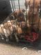 Mixed Puppies for sale in Auburn, AL, USA. price: NA