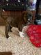 Mixed Puppies for sale in 260 E 800 S, Layton, UT 84041, USA. price: $150