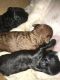 Mixed Puppies for sale in Fleetwood, NC 28626, USA. price: $500