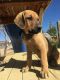 Mixed Puppies for sale in Las Vegas, NV, USA. price: $350