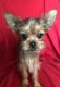 Mixed Puppies for sale in Clinton Twp, MI, USA. price: $300