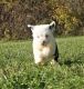 Mixed Puppies for sale in Mosinee, WI 54455, USA. price: NA