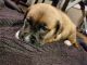 Mixed Puppies for sale in Seekonk, MA 02771, USA. price: $400