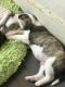 Mixed Puppies for sale in Ortonville, Brandon Twp, MI 48462, USA. price: $75