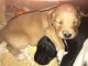 Mixed Puppies for sale in Parker, CO, USA. price: NA