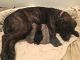 Mixed Puppies for sale in Port Angeles, WA, USA. price: $500