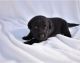 Mixed Puppies for sale in Bloomington, MN, USA. price: $550