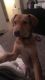 Mixed Puppies for sale in 123 Berger Rd, Paducah, KY 42003, USA. price: NA