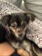 Mixed Puppies for sale in 1045 Cobblestone Dr, Pensacola, FL 32514, USA. price: NA