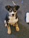 Mixed Puppies for sale in Columbus, OH, USA. price: $50