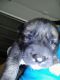 Mixed Puppies for sale in Southfield, MI, USA. price: $300