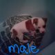 Mixed Puppies for sale in Scottsburg, IN 47170, USA. price: $150