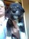 Mixed Puppies for sale in Doniphan, MO 63935, USA. price: $25