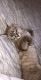 Mixed Cats for sale in Clackamas, OR, USA. price: NA