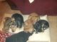 Mixed Puppies for sale in Raleigh, NC, USA. price: NA