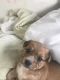 Mixed Puppies for sale in Fort Worth, TX, USA. price: $300