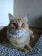 Mixed Cats for sale in West Chester Township, OH 45241, USA. price: NA