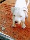 Mixed Puppies for sale in Harrah, OK, USA. price: $180