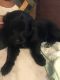 Mixed Puppies for sale in Oakridge, OR, USA. price: $200