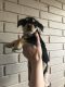 Mixed Puppies for sale in Lacey, WA, USA. price: $175