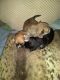 Mixed Puppies for sale in Rochester, NY, USA. price: $350