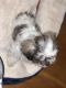 Mixed Puppies for sale in Lynn, MA, USA. price: NA