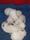 Mixed Puppies for sale in 2463 E Oak St, Stockton, CA 95205, USA. price: $20