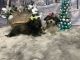 Mixed Puppies for sale in Delmont, PA 15626, USA. price: NA