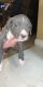 Mixed Puppies for sale in Adairsville, GA 30103, USA. price: $50
