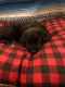 Mixed Puppies for sale in Spokane, WA, USA. price: $650