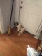Mixed Puppies for sale in Cleveland, OH, USA. price: $150