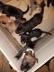 Mixed Puppies for sale in Tolleson, AZ, USA. price: NA