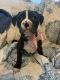 Mixed Puppies for sale in Contra Costa County, CA, USA. price: $300