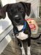 Mixed Puppies for sale in Scottsville, KY 42164, USA. price: NA