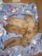 Mixed Puppies for sale in Warsaw, IN 46580, USA. price: NA