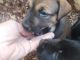 Mixed Puppies for sale in Kings Mountain, NC, USA. price: NA