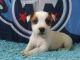 Mixed Puppies for sale in Ashland City, TN 37015, USA. price: $350