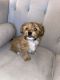 Mixed Puppies for sale in Las Vegas, NV 89119, USA. price: $400