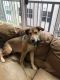 Mixed Puppies for sale in Dallas, TX, USA. price: $50