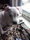Mixed Puppies for sale in Canton, OH 44705, USA. price: NA
