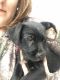 Mixed Puppies for sale in Greenville, MI 48838, USA. price: $200