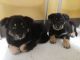 Mixed Puppies for sale in Birmingham, AL, USA. price: $350