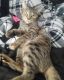 Mixed Cats for sale in Hickory, NC, USA. price: NA