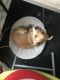 Mixed Puppies for sale in Cleveland, OH, USA. price: NA