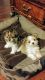 Mixed Puppies for sale in Streamwood, IL, USA. price: $1,500