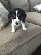 Mixed Puppies for sale in 4886 Lake Cecile Dr, Kissimmee, FL 34746, USA. price: $750