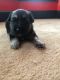 Mixed Puppies for sale in Fairburn, GA 30213, USA. price: $800