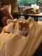 Mixed Cats for sale in Tomball, TX, USA. price: NA